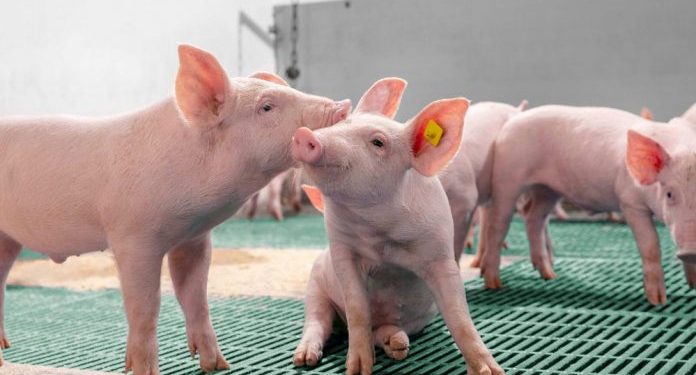 ¿Qué medidas se deben tomar para asegurar la calidad del consumo de carne de cerdo?