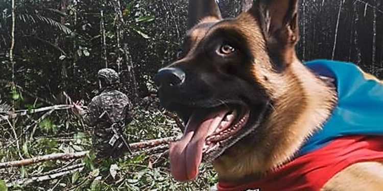 Los niños aseguran que nunca estuvieron con las disidencias de las FARC y tampoco vieron al perro Wilson