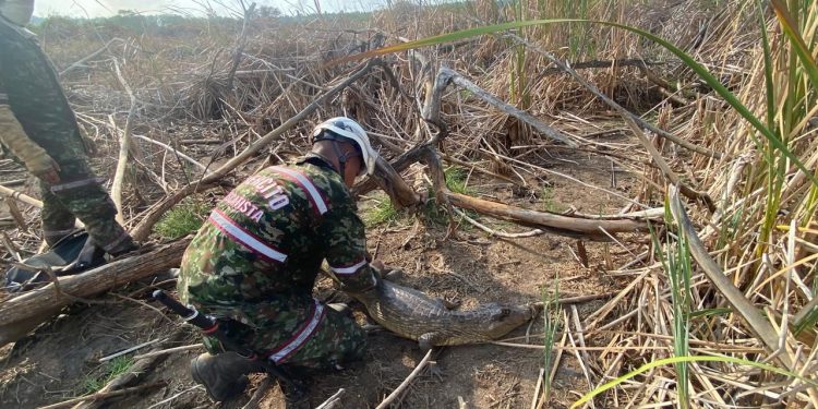 Tropas del Ejército Nacional rescatan 3 caimanes y 2 tortugas en medio de labores para mitigar incendio en parque Isla Salamanca