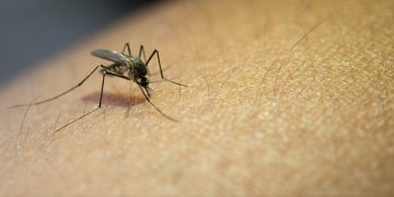 Procuraduría solicitó información a la Secretaría de Salud ante considerable aumento de casos de dengue en Cundinamarca