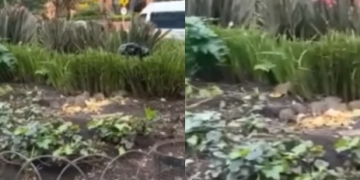 Centro financiero de Bogotá está inundado de ratas y suciedad