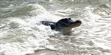 Caimán aguja de dos metros causó pánico en playas de Santa Marta