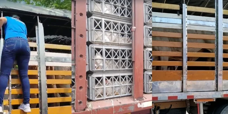 Paro Nacional de Transportadores: denuncian muerte de animales atrapados en camiones