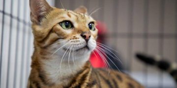 C. Constitucional decidió que los animales de compañía no puede ser embargados