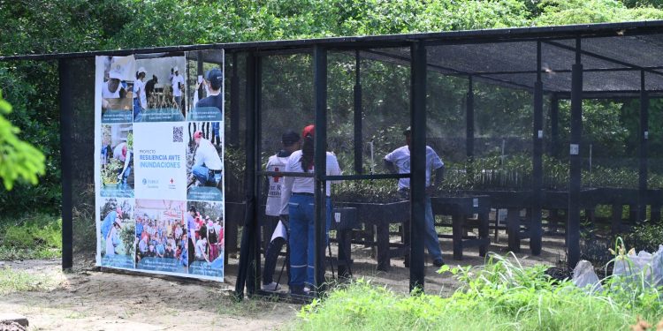 Proyecto de recuperación de manglares “Resiliencia ante inundaciones” brilla en la COP16