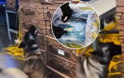 Gran Incautación de cocaína en el Puerto de Santa Marta: 335 kilos camuflados entre bananos