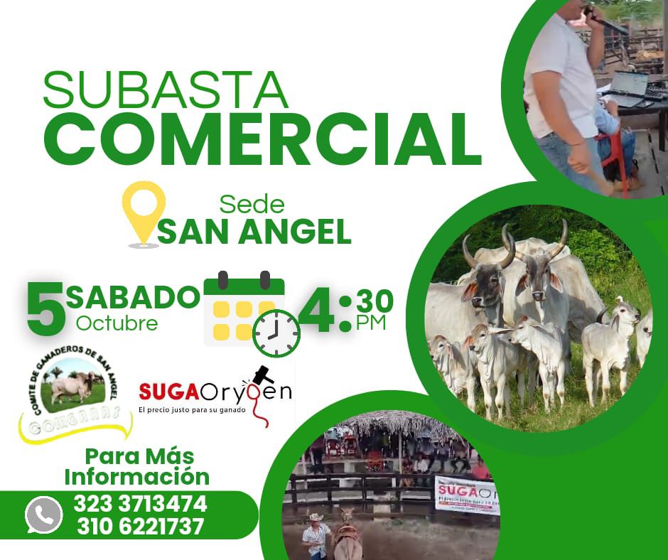 En Sabanas de San Ángel: Se realiza subasta ganadera 3 897afe5f 723c 4c30 90f3 58bd9268a43d 1