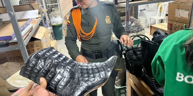 Encontraron 130 kilos de piel de cocodrilo en locales de Bogotá
