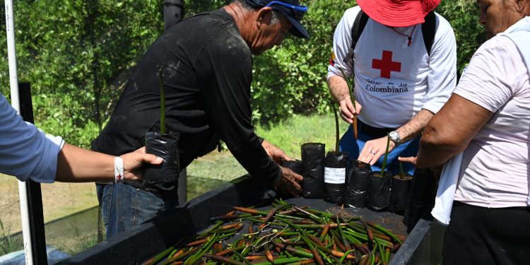 Proyecto de recuperación de manglares “Resiliencia Ante Inundaciones” presente en la COP16