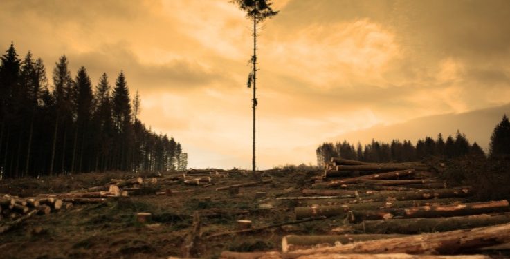 Procuraduría pide resultados contra la deforestación