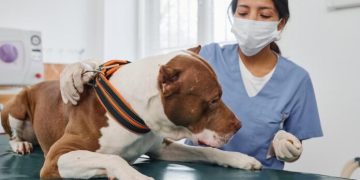 Diabetes en animales de compañía: Signos, riesgos y la importancia de la detección temprana