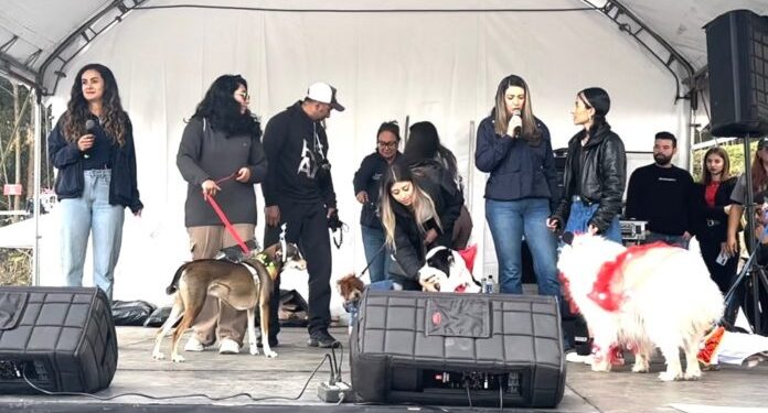 Las mascotas fueron las protagonistas: Más de 700 perros participaron de la jornada social en la Catedral de Sal de Zipaquirá