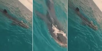 Pescadores de Uribia avistan un tiburón ballena de 10 metros en el Caribe Colombiano