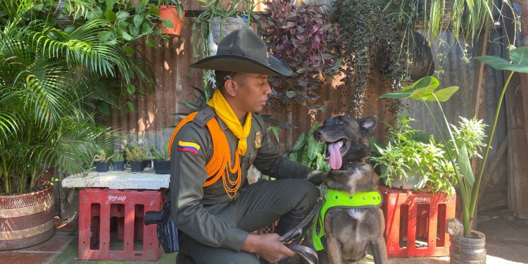 “Oker: El Héroe Canino que Protege la Navidad de los Niños de Bolívar”