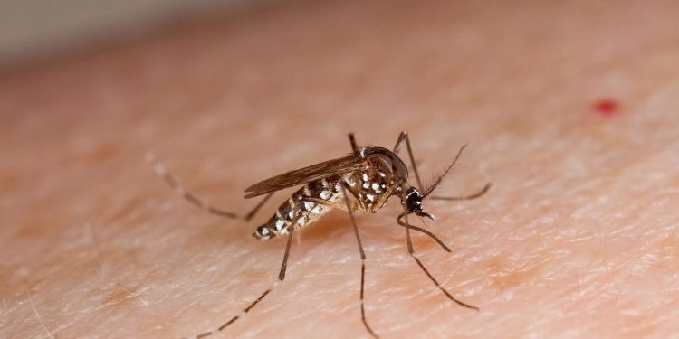 Alcaldía de Baranoa redobla esfuerzos contra el dengue