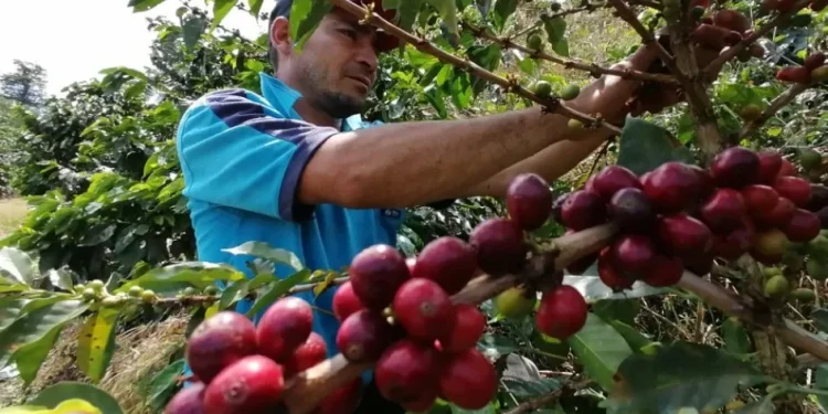 Con 13,9 millones de sacos, producción de café pasa a ser la mejor en 5 años en el país
