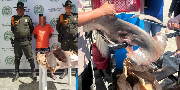 En el Rodadero fue capturado un hombre con 02 especies protegidas 1 Tiburon Martillo y 1 Tiburón Blanco