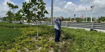 Barranquilla avanza hacia un futuro verde con proyectos de arborización y paisajismo sostenible