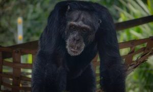 Yoko, el último gran simio en Colombia, es trasladado a su santuario en Brasil