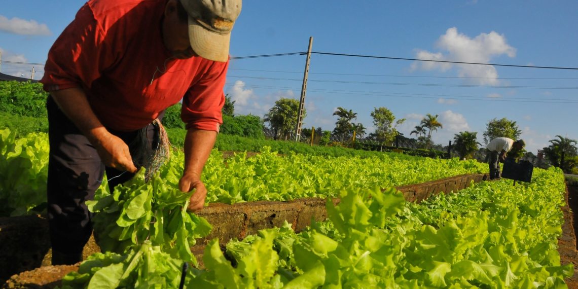 Gremios agrícolas rechazan resolución de MinAgricultura que le daría facultades para cerrarlos