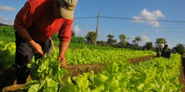 Gremios agrícolas rechazan resolución de MinAgricultura que le daría facultades para cerrarlos