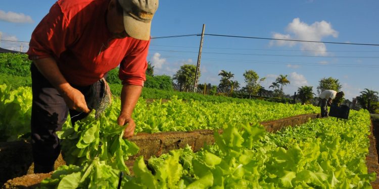 Gremios agrícolas rechazan resolución de MinAgricultura que le daría facultades para cerrarlos