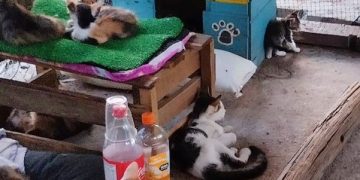 Incendian refugio de gatos debajo de un puente en Cartagena: 150 animales fueron rescatados