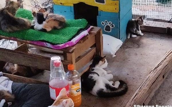 Incendian refugio de gatos debajo de un puente en Cartagena: 150 animales fueron rescatados