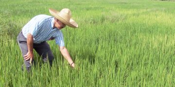 Arroceros de Badillo enfrentan crisis por bajos precios y dificultades de transporte