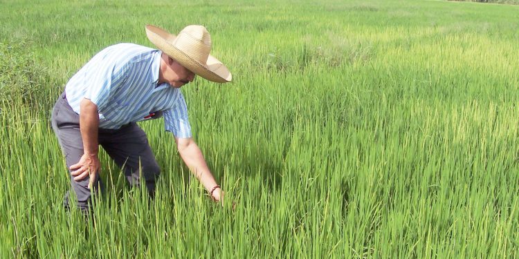 Arroceros de Badillo enfrentan crisis por bajos precios y dificultades de transporte