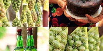 ¡Campeche te espera en el 37º Festival de la Ciruela!