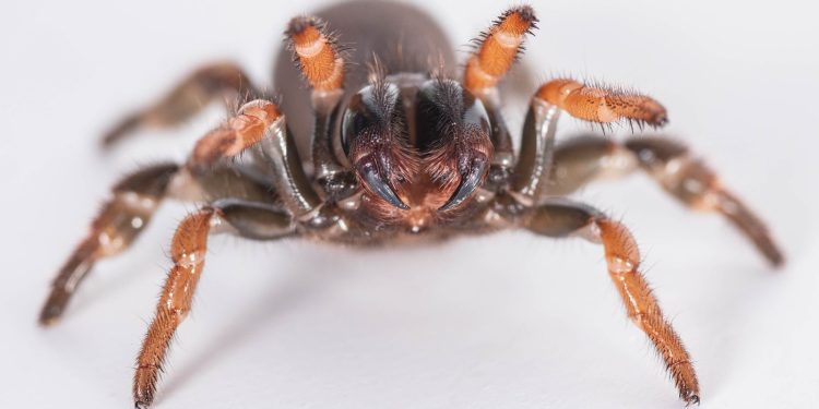 Investigadores de la Universidad del Atlántico descubren una nueva especie de araña en el Caribe colombiano