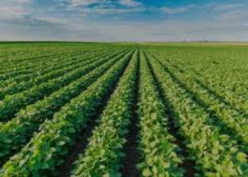 Tecnificación deficiente limita desarrollo agrícola en Colombia