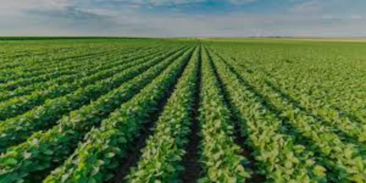 Tecnificación deficiente limita desarrollo agrícola en Colombia