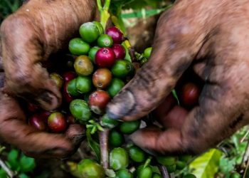 Precio del café en Colombia sube este 30 de abril: así cerró la carga según la Federación Nacional de Cafeteros