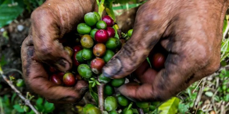 Precio del café en Colombia sube este 30 de abril: así cerró la carga según la Federación Nacional de Cafeteros