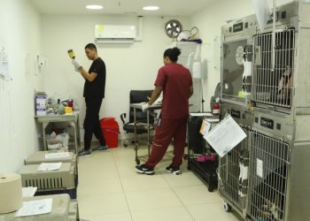 Salvando vidas de cuatro patas: veterinarios del CBA, héroes que atienden con amor y vocación a los animales