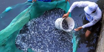 Atlántico lanza plan de repoblamiento de bocachico para fortalecer la pesca artesanal