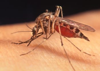 Más de 12 millones de colombianos están en riesgo de contraer la enfermedad de Chagas, advierte MinSalud