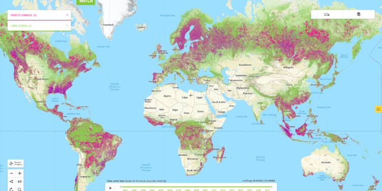 Aumenta la pérdida de bosque primario en Colombia en 2024, según Global Forest Wacth