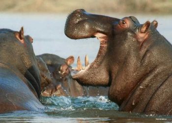 Procuraduría llama a implementar medidas integrales para prevenir y controlar las especies exóticas invasoras en el territorio nacional