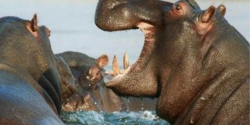 Procuraduría llama a implementar medidas integrales para prevenir y controlar las especies exóticas invasoras en el territorio nacional