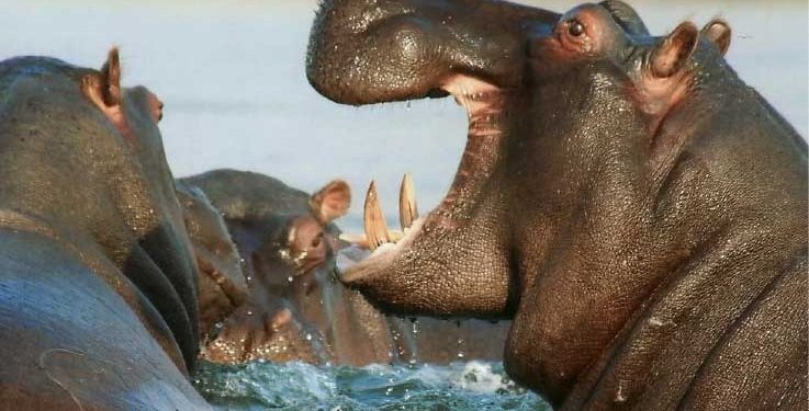 Procuraduría llama a implementar medidas integrales para prevenir y controlar las especies exóticas invasoras en el territorio nacional