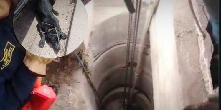 Bomberos de Valledupar rescatan a perra caída en pozo de 10 metros en taller mecánico