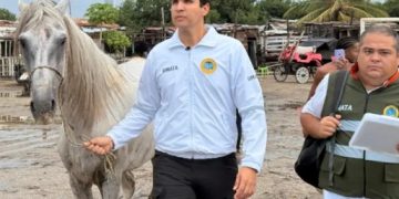 Caballo cochero agredido en Cartagena fue rescatado por las autoridades