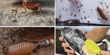 Pisar cucarachas puede empeorar la infestación, advierten expertos