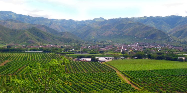 Procuraduría abre indagación por posible información falsa sobre hectáreas compradas por la ANT