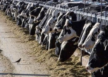 Ganadería colombiana rompe récords en exportaciones y consolida su presencia en Asia, África y América