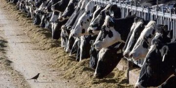 Ganadería colombiana rompe récords en exportaciones y consolida su presencia en Asia, África y América