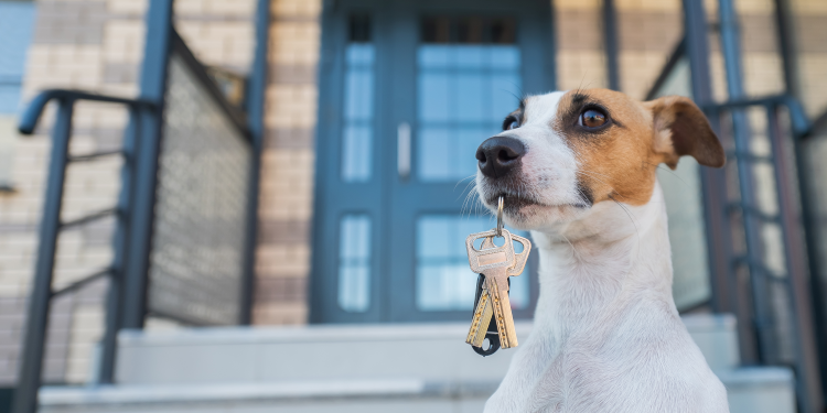 Ley colombiana pone freno a dueños de mascotas en conjuntos residenciales: podrían enfrentar multas y restricciones